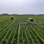 ¿Qué es la agricultura intensiva?