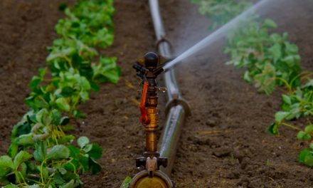 Todo sobre la agricultura de regadío