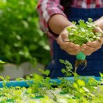 Cultivo Hidropónico: Definición y Tipos