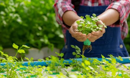 Cultivo Hidropónico: Definición y Tipos