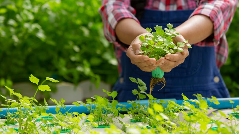 Cultivo Hidropónico: Definición y Tipos