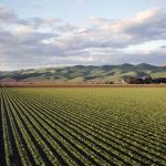 Todo sobre la Agricultura Extensiva