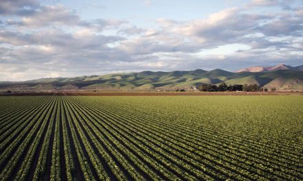 Todo sobre la Agricultura Extensiva