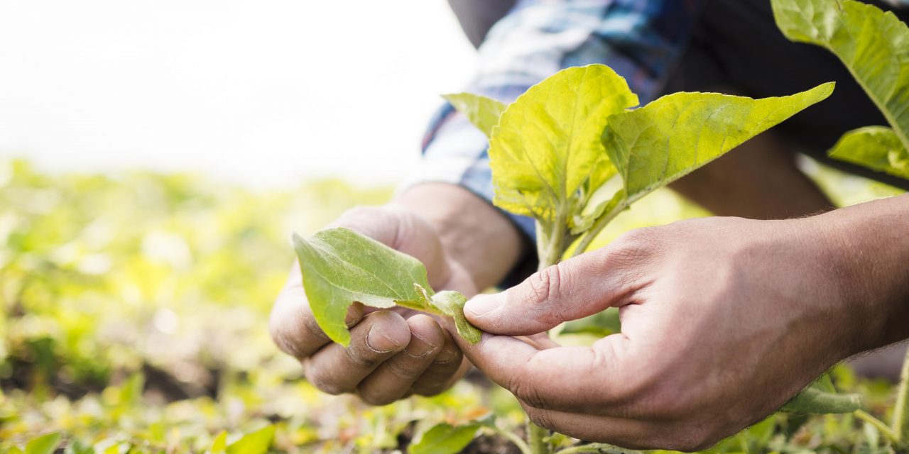 ¿Qué es la Agricultura Ecológica?