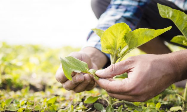 ¿Qué es la Agricultura Ecológica?