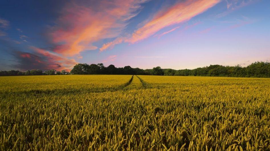 Cómo Sacarle Beneficios a tus Cultivos con Agricultura de Mercado 