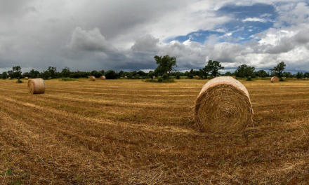 Agricultura de subsistencia: Todo lo que necesitas saber