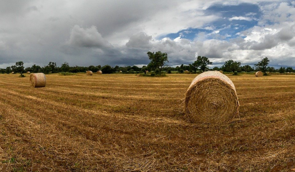 Agricultura de subsistencia: Todo lo que necesitas saber