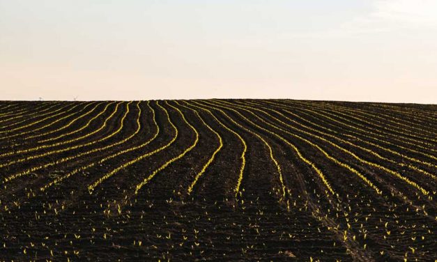 Por qué la agricultura tradicional no es una técnica de cultivo recomendada