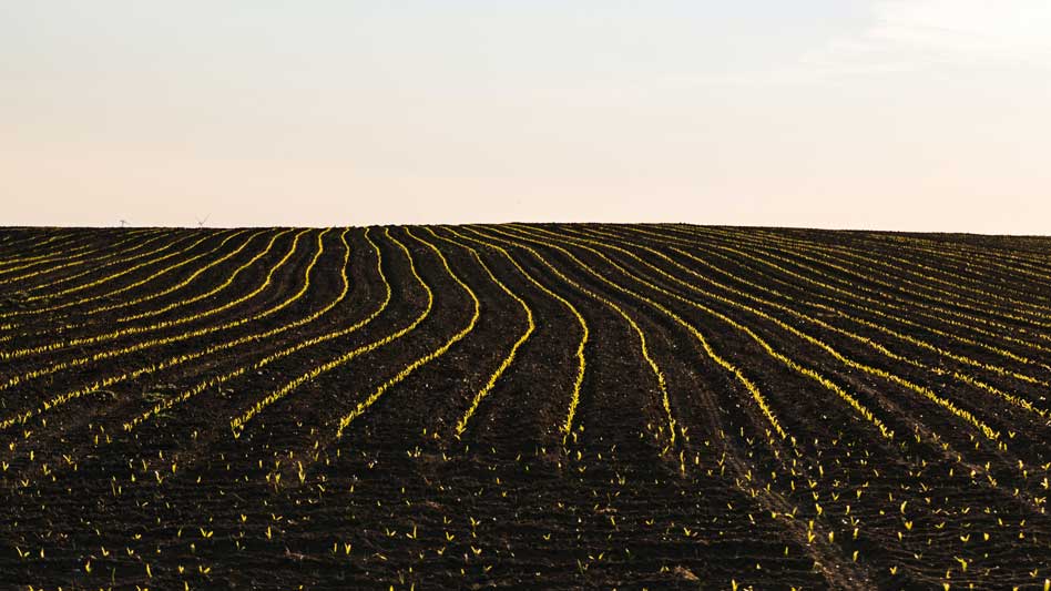 Por qué la agricultura tradicional no es una técnica de cultivo recomendada