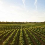 Principales tipos de agricultura