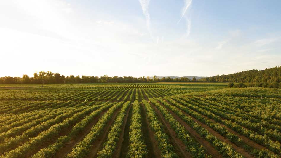 Principales tipos de agricultura