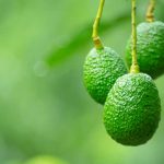 Cultivar Aguacate: Guía y Trucos