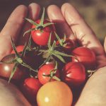 Cultivar tomates ¿Qué tener en cuenta?
