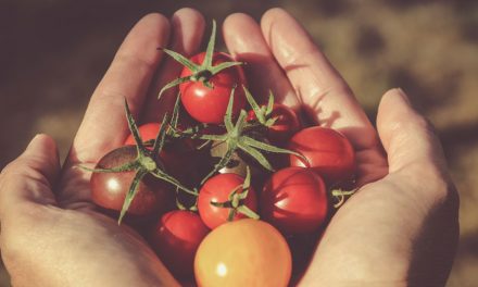Cultivar tomates ¿Qué tener en cuenta?