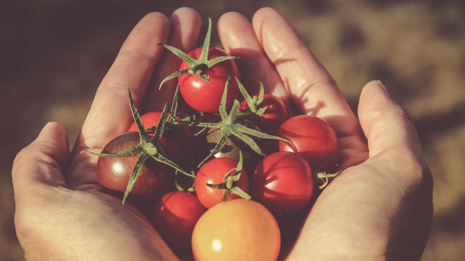 Cultivar tomates ¿Qué tener en cuenta?