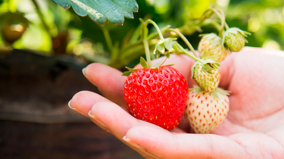 PLANTAR FRESAS: GUÍA, TRUCOS Y CONSEJOS