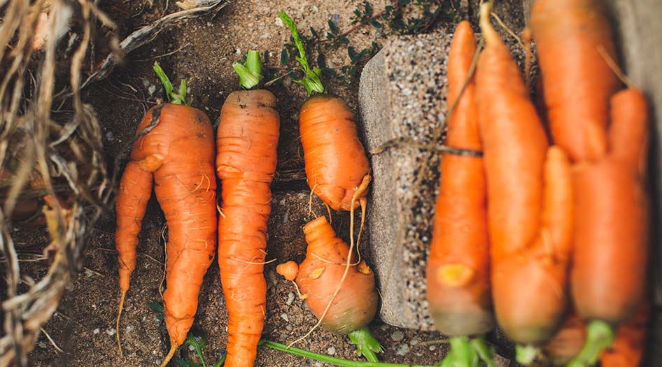 ¿Qué es la agricultura sostenible? ¿Qué ventajas tiene?