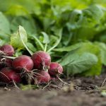 ¿Qué es el abono orgánico y cuáles son sus beneficios?