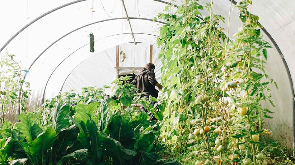 Qué y cómo cultivar en otoño e invierno en España