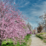 Plantación de almendros: todo lo que debes saber