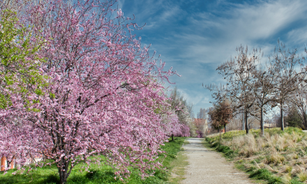 Plantación de almendros: todo lo que debes saber