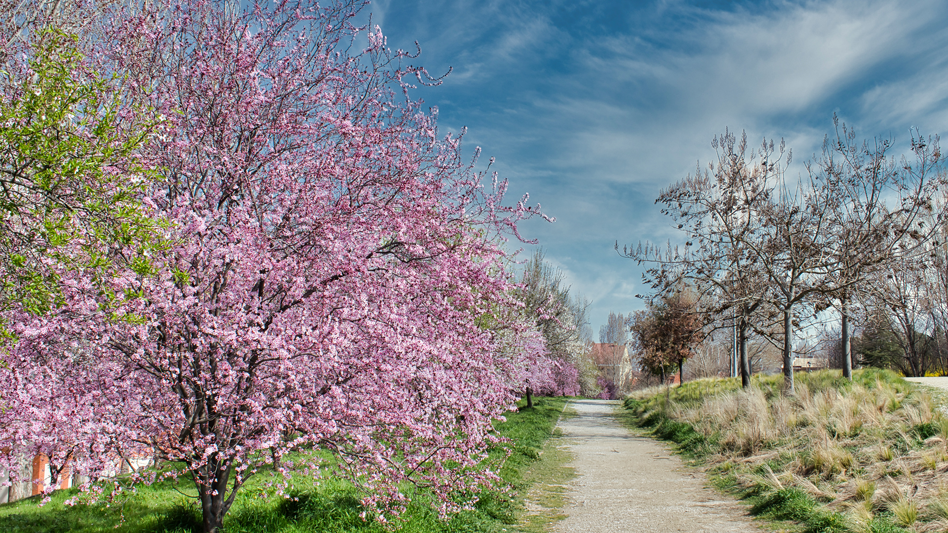 Plantación de almendros: todo lo que debes saber