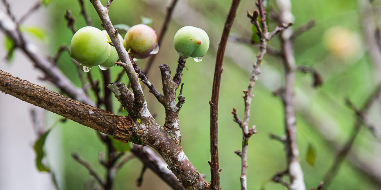 El cultivo de pistacho en España