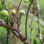 El cultivo de pistacho en España