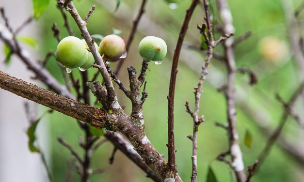 El cultivo de pistacho en España