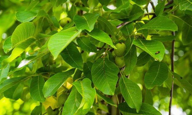 Guía completa para plantar y cuidar un nogal: desde la selección del lugar hasta la cosecha de nueces