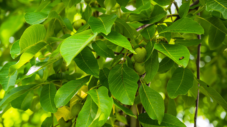 Guía completa para plantar y cuidar un nogal: desde la selección del lugar hasta la cosecha de nueces