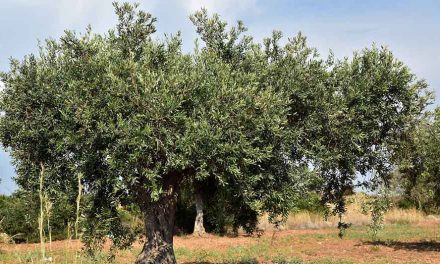 ¿Qué saber sobre la plantación de olivos?