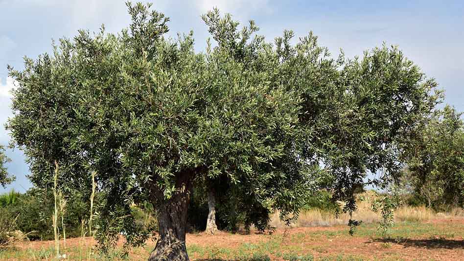 ¿Qué saber sobre la plantación de olivos?