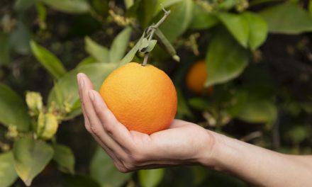 De la cosecha a la mesa: cómo obtener los mejores cítricos