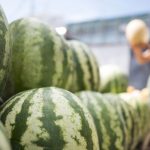 Cómo cultivar sandías: Características, proceso y variedades