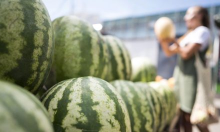 Cómo cultivar sandías: Características, proceso y variedades