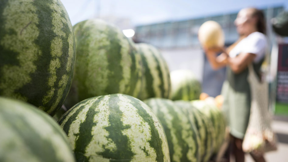 Cómo cultivar sandías: Características, proceso y variedades