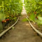 Qué y cómo cultivar en verano en España