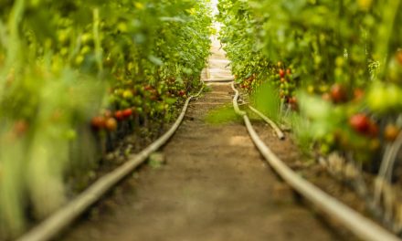 Qué y cómo cultivar en verano en España