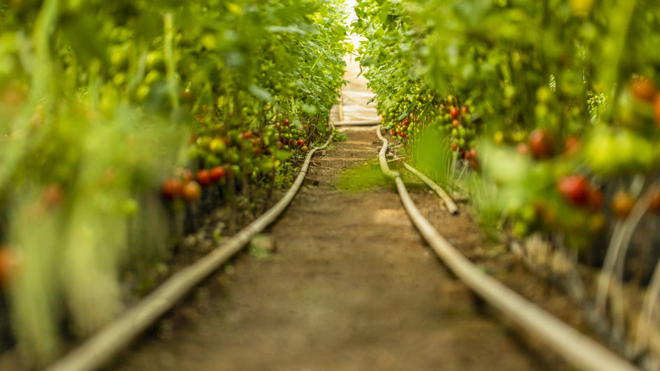 Qué y cómo cultivar en verano en España