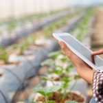 Guía para la rotación de cultivos: Importancia, beneficios y consejos prácticos