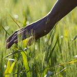 Agricultura regenerativa: Inicio y prácticas agrícolas para llevarla a cabo
