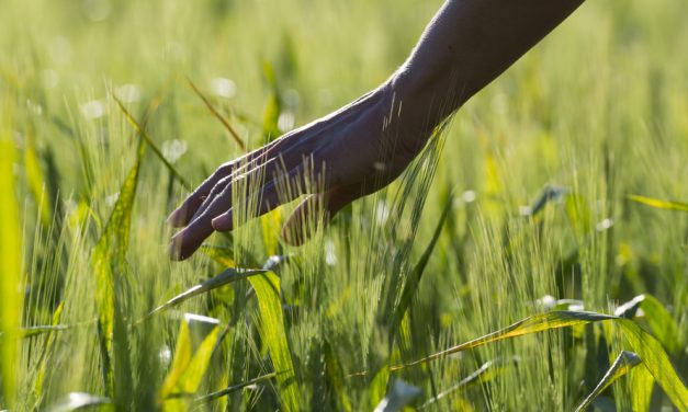 Agricultura regenerativa: Inicio y prácticas agrícolas para llevarla a cabo