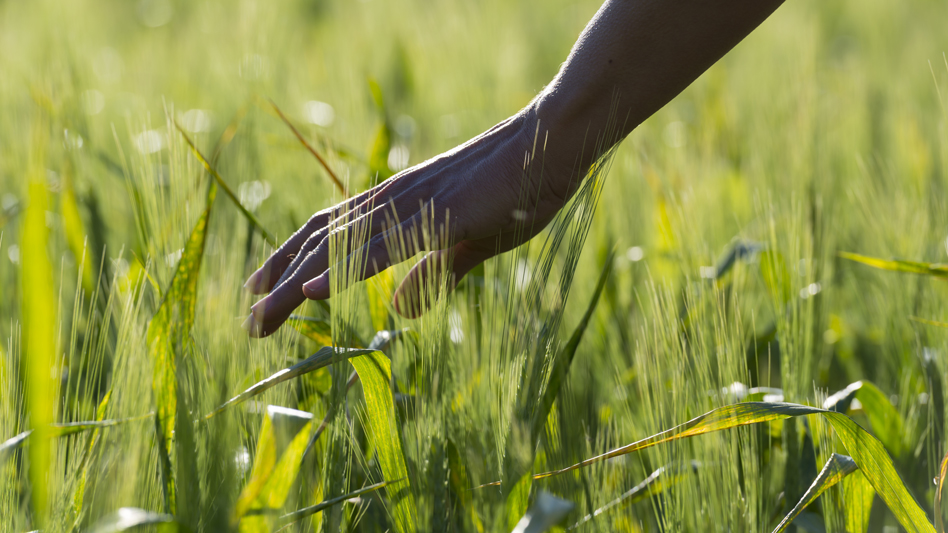 Agricultura regenerativa: Inicio y prácticas agrícolas para llevarla a cabo