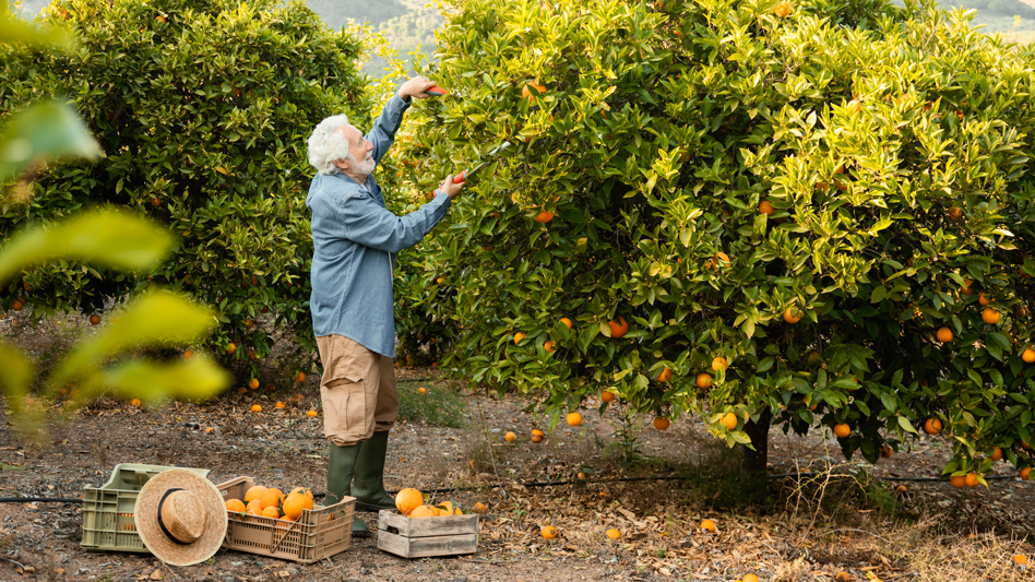 Sistemas de riego para árboles frutales