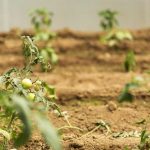 Siembra directa: ¿qué es y qué hay que tener en cuenta?